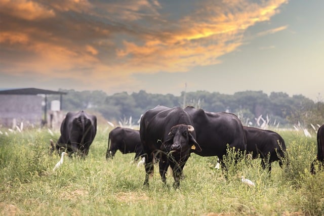 A Tricky Math Puzzle: Calculating Mr. Miller’s Profit from the Cow Trades